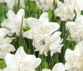 Нарцисс Уайт Марвел (Narcissus White Marvel) — фото 2