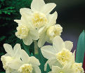 Нарцисс Уайт Марвел (Narcissus White Marvel) — фото 3