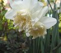 Нарцисс Уайт Марвел (Narcissus White Marvel) — фото 4