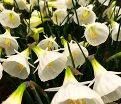 Нарцисс Уайт Петтикоат (Narcissus White Petticoat) — фото 2