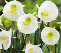 Нарцисс Уайт Петтикоат (Narcissus White Petticoat) — фото 3