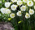 Нарцисс Уайт Петтикоат (Narcissus White Petticoat) — фото 4