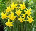 Нарцисс Фебруари Голд (Narcissus February Gold) — фото 2