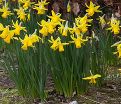 Нарцисс Фебруари Голд (Narcissus February Gold) — фото 3