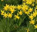 Нарцисс Фебруари Голд (Narcissus February Gold) — фото 4