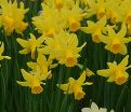 Нарцисс Фебруари Голд (Narcissus February Gold) — фото 5