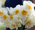 Нарцисс Флауэр Дрифт (Narcissus Flower Drift) — фото 2