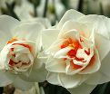 Нарцисс Флауэр Дрифт (Narcissus Flower Drift) — фото 4