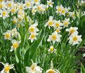 Нарцисс Флауэр Дрифт (Narcissus Flower Drift) — фото 5