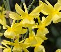 Нарцисс Хавера (Narcissus Hawera) — фото 4