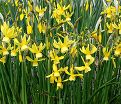 Нарцисс Хавера (Narcissus Hawera) — фото 5
