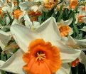 Нарцисс Хромаколор (Narcissus Chromacolor) — фото 3