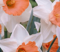 Нарцисс Хромаколор (Narcissus Chromacolor) — фото 4