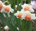 Нарцисс Чарминг Леди (Narcissus Charming Lady) — фото 3