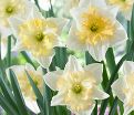 Нарцисс Чейнджинг Колорс (Narcissus Changing Colors) — фото 2