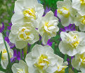 Нарцисс Чирфулнес (Narcissus Cheerfulness) — фото 2