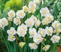 Нарцисс Чирфулнес (Narcissus Cheerfulness) — фото 3