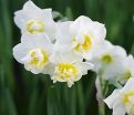 Нарцисс Чирфулнес (Narcissus Cheerfulness) — фото 4