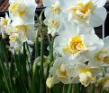 Нарцисс Чирфулнес (Narcissus Cheerfulness) — фото 5