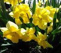 Нарцисс Шантерель (Narcissus Chanterelle) — фото 2