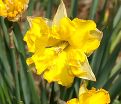 Нарцисс Шантерель (Narcissus Chanterelle) — фото 3