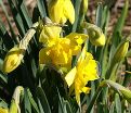 Нарцисс Шантерель (Narcissus Chanterelle) — фото 4