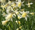 Нарцисс Элка (Narcissus Elka) — фото 2