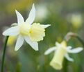 Нарцисс Элка (Narcissus Elka) — фото 3