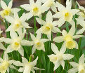 Нарцисс Элка (Narcissus Elka) — фото 4