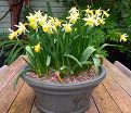 Нарцисс Элка (Narcissus Elka) — фото 5