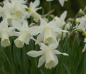 Нарцисс Элка (Narcissus Elka) — фото 6