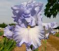 Ирис "Абсолют Трежер" (Iris Absolute Treasure) — фото 3