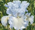 Ирис "Абсолют Трежер" (Iris Absolute Treasure) — фото 5