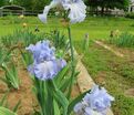 Ирис "Абсолют Трежер" (Iris Absolute Treasure) — фото 8