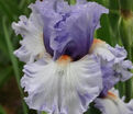 Ирис "Адорегон" (Iris Adoregon) — фото 2