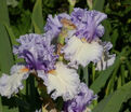 Ирис "Адорегон" (Iris Adoregon) — фото 3