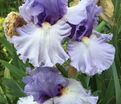 Ирис "Адорегон" (Iris Adoregon) — фото 4