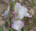 Ирис "Айсинг" (Iris Icing) — фото 2