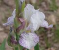 Ирис "Айсинг" (Iris Icing) — фото 2