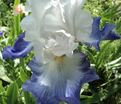 Ирис "Ализе" (Iris Alizes) — фото 2