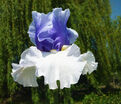 Ирис "Альпенвью" (Iris Alpenview) — фото 3