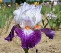 Ирис "Ампрэсьон де Жуи" (Iris Impressions De Jouy) — фото 2