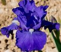 Ирис "Анкр Блё" (Iris Encre Bleue) — фото 2