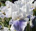 Ирис "Антарктик" (Iris Antarctique) — фото 3