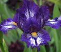 Ирис "Антикс" (Iris Antics) — фото 2