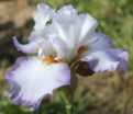 Ирис "Астрид С." (Iris Astrid C.) — фото 2