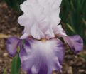 Ирис "Астрид С." (Iris Astrid C.) — фото 3