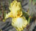 Ирис "Биг Диппер" (Iris Big Dipper) — фото 3