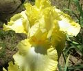 Ирис "Биг Диппер" (Iris Big Dipper) — фото 5