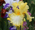 Ирис "Биг Диппер" (Iris Big Dipper) — фото 6